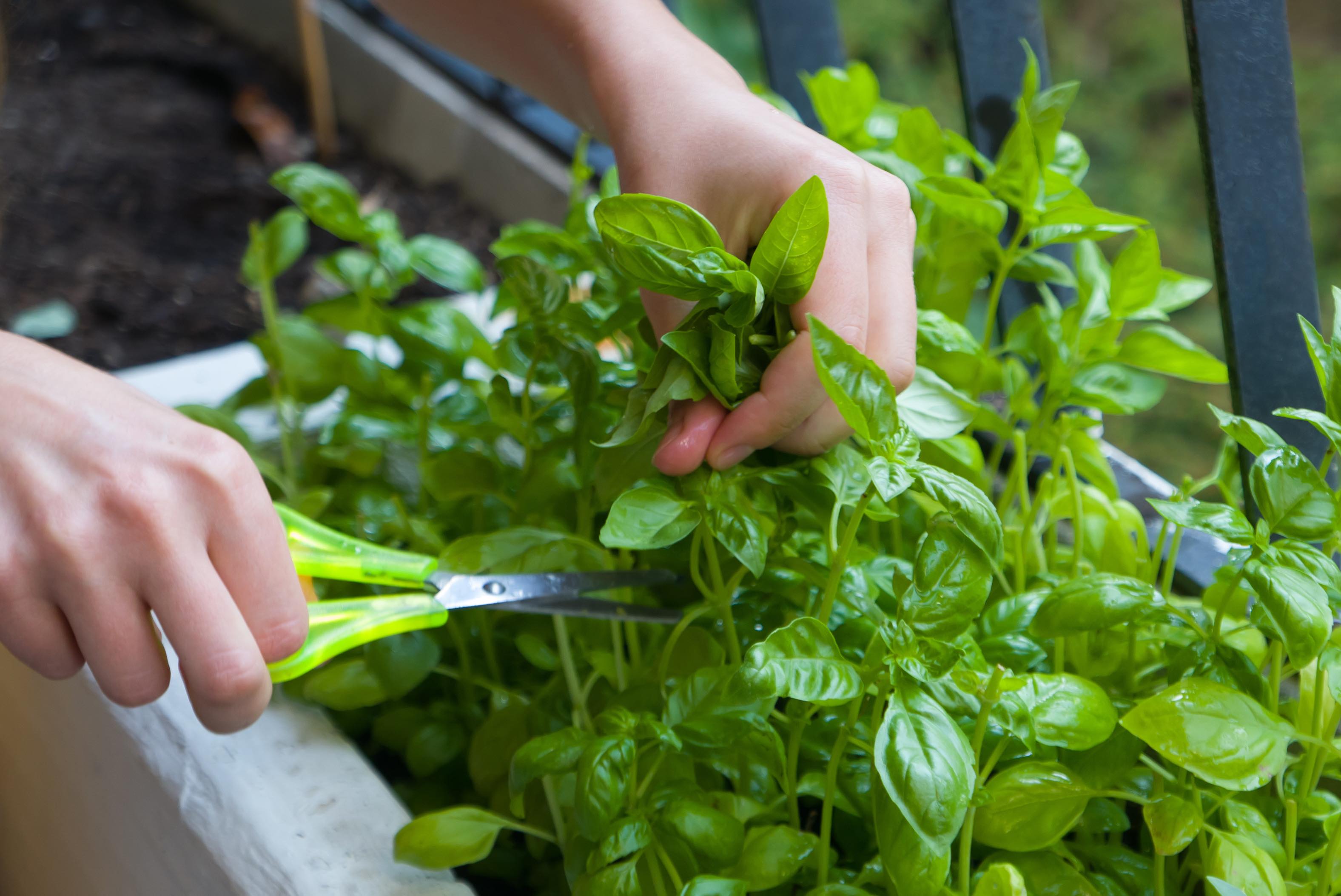 Close-up of cutting herbs at Fullerton Group
