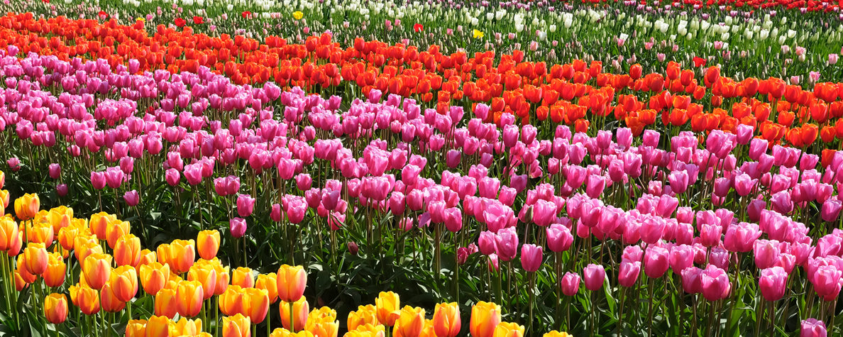 people standing in tulip fields