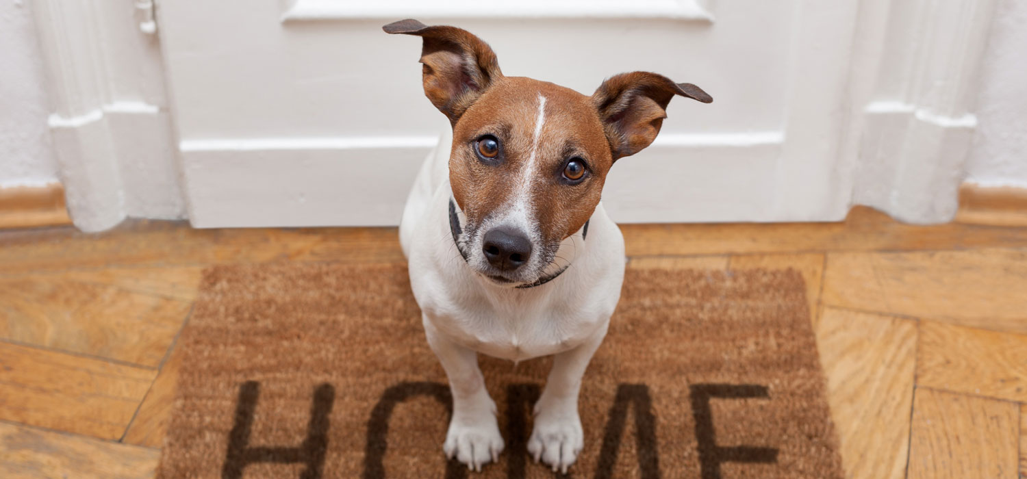 dog sitting on doormat