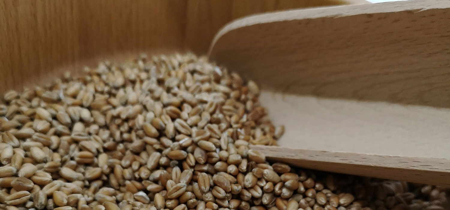 fresh grains with a wooden spoon