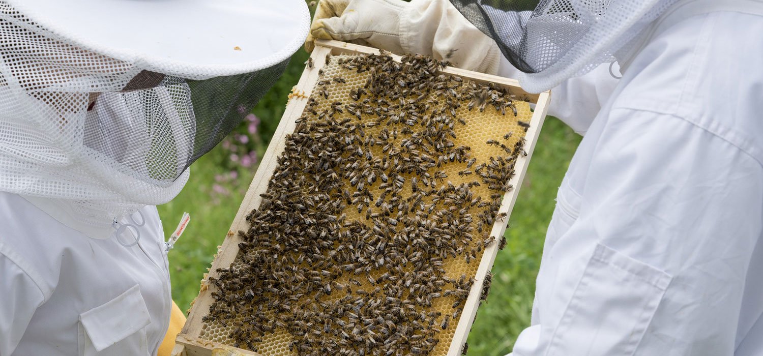 bee keepers looking at honey