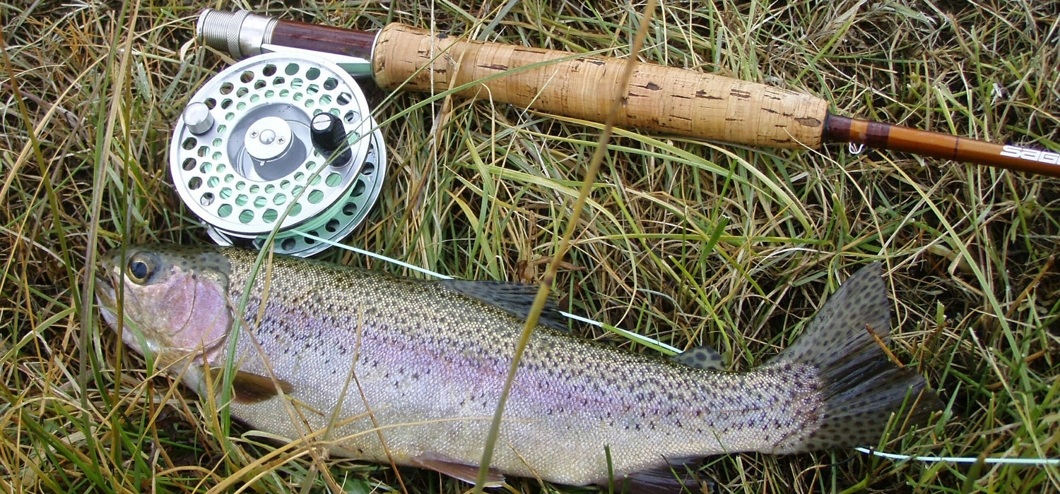 rainbow trout laying in the grass