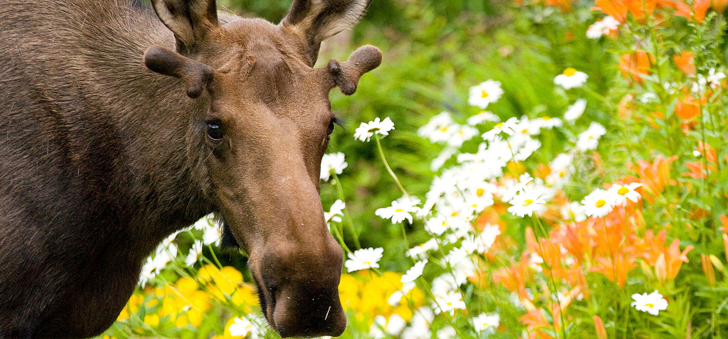 moose in front of flowers