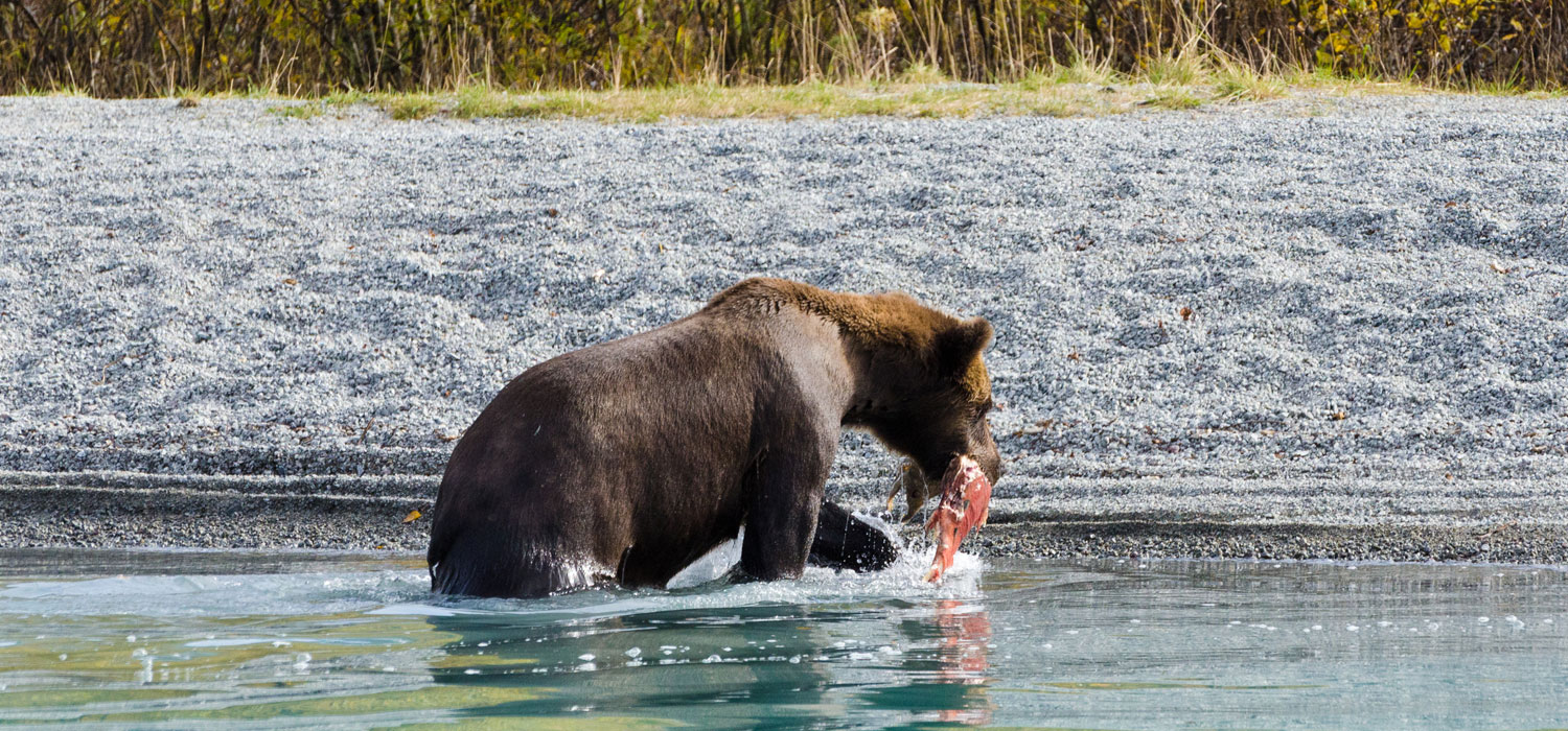 bear catching salmon in alaska