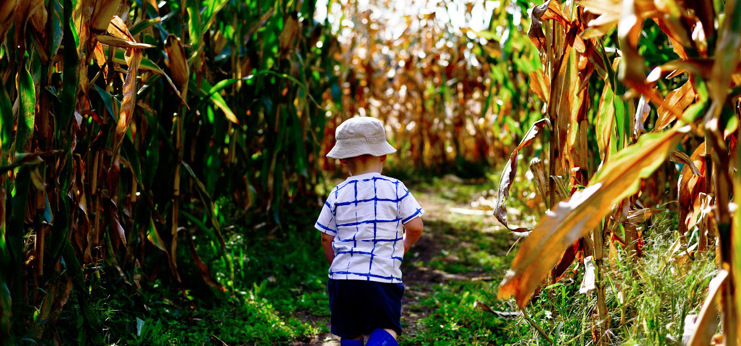 little boy walking through corn maze