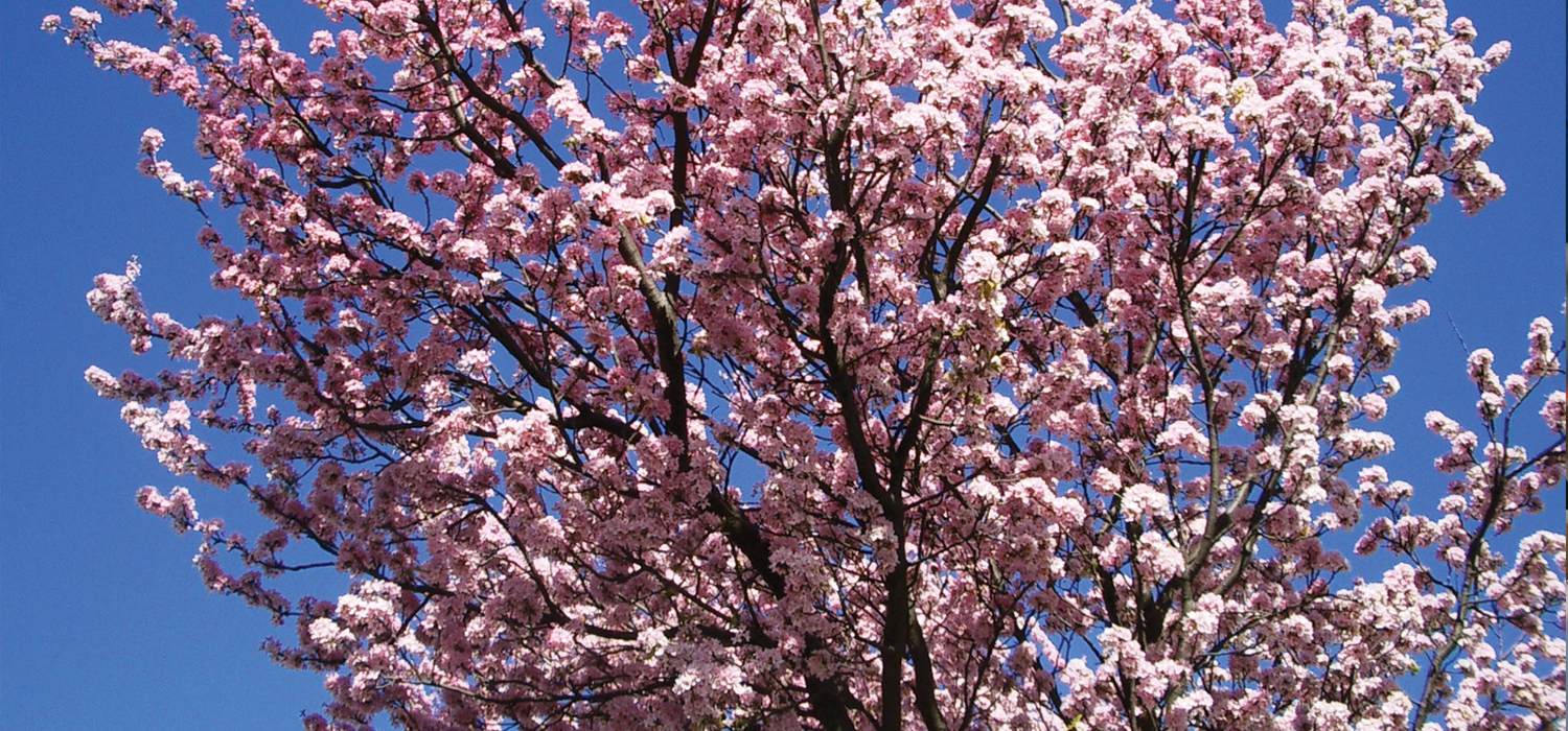 cherry blossom victoria
