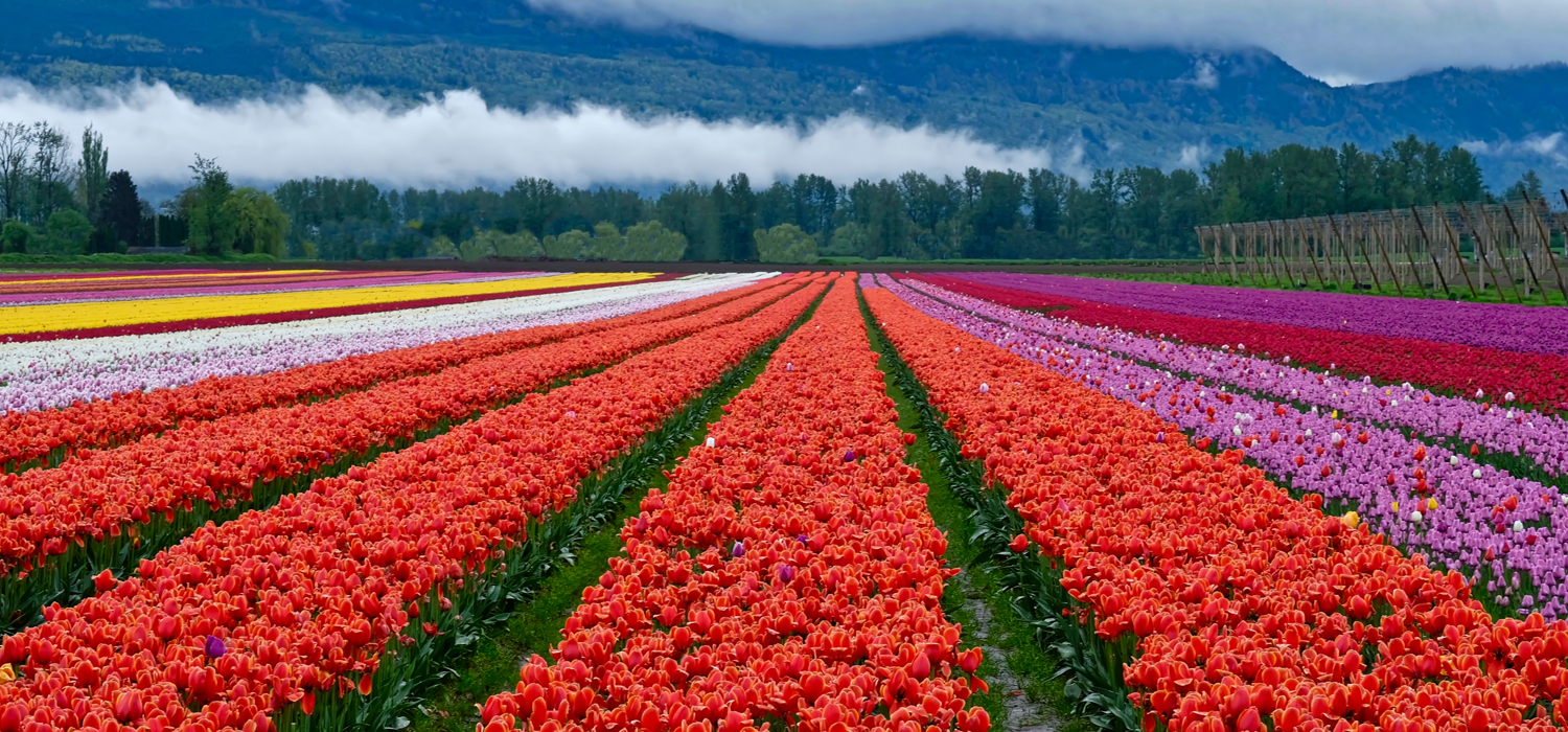 rows of tulips in Chilliwack