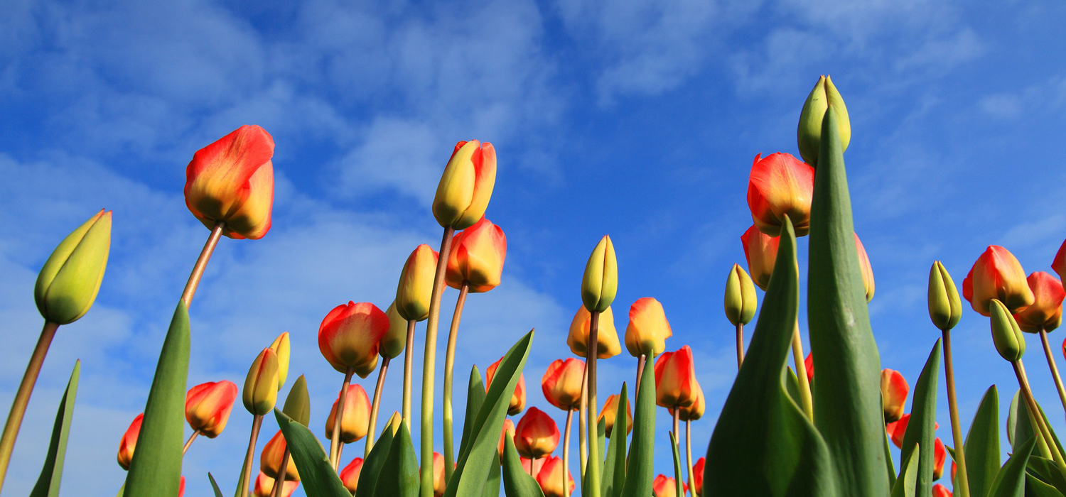 tall tulips from an ant eye view