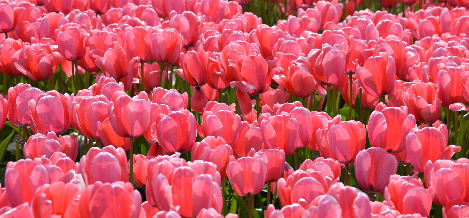 pink tulips in washington