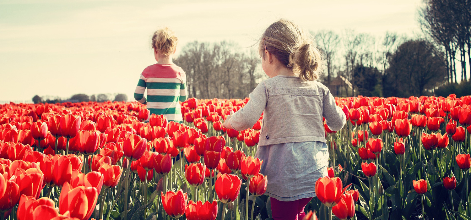 girl's walking in tulip fields