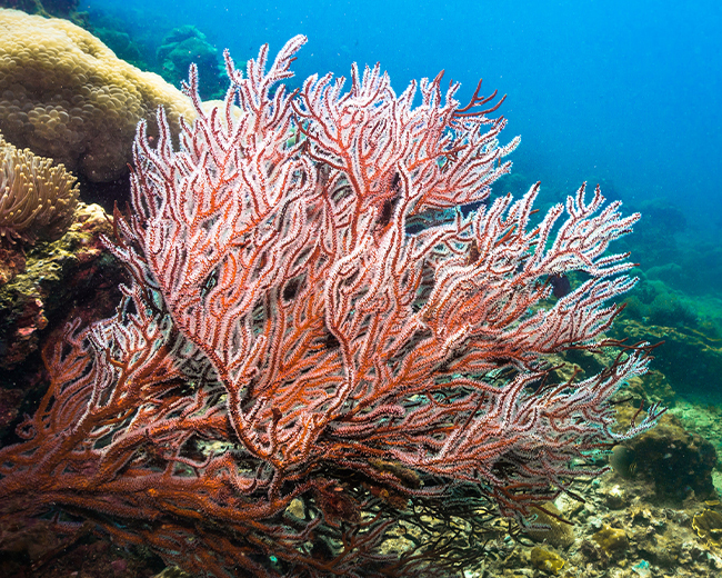 Corallo di Sciacca