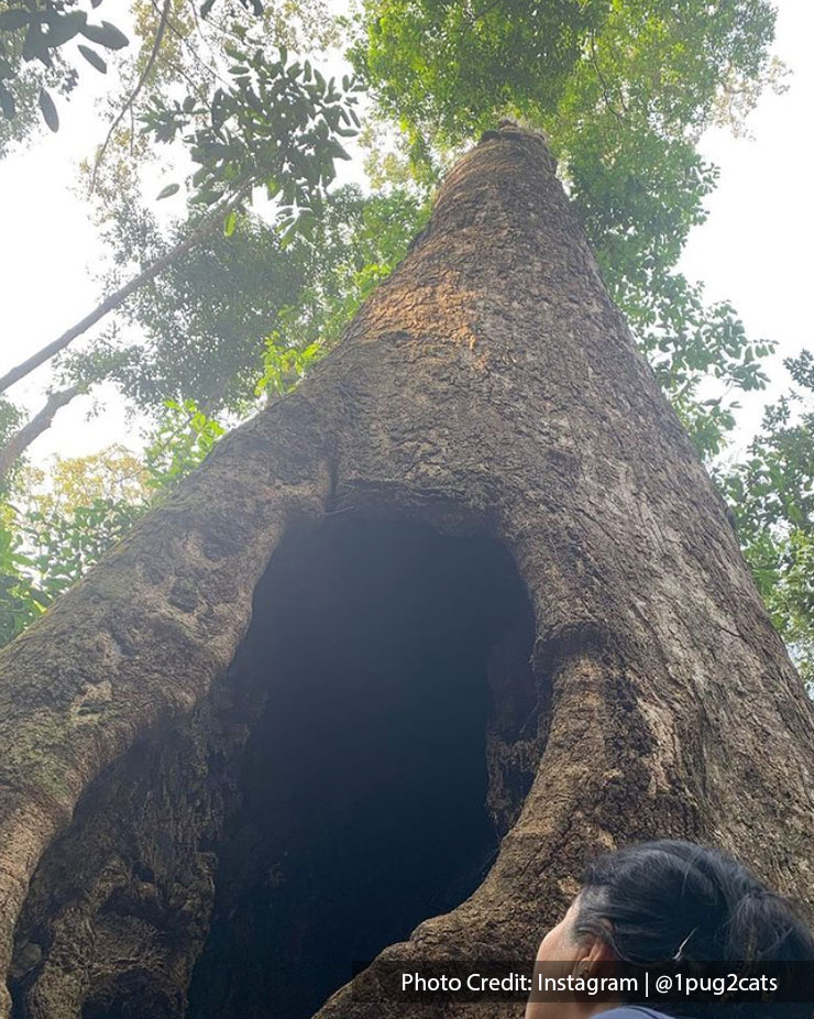 Tallest tree in Negeri Sembilan