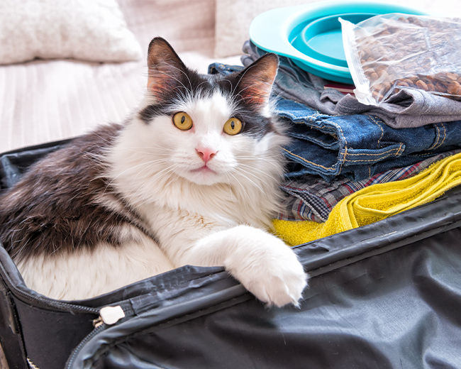 Pack your own case but remember a case for your pet, too