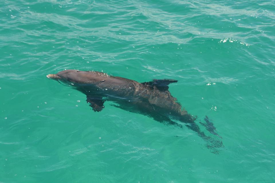 Atlantic Bottlenose dolphin swimming, The Somerset On Grace Bay