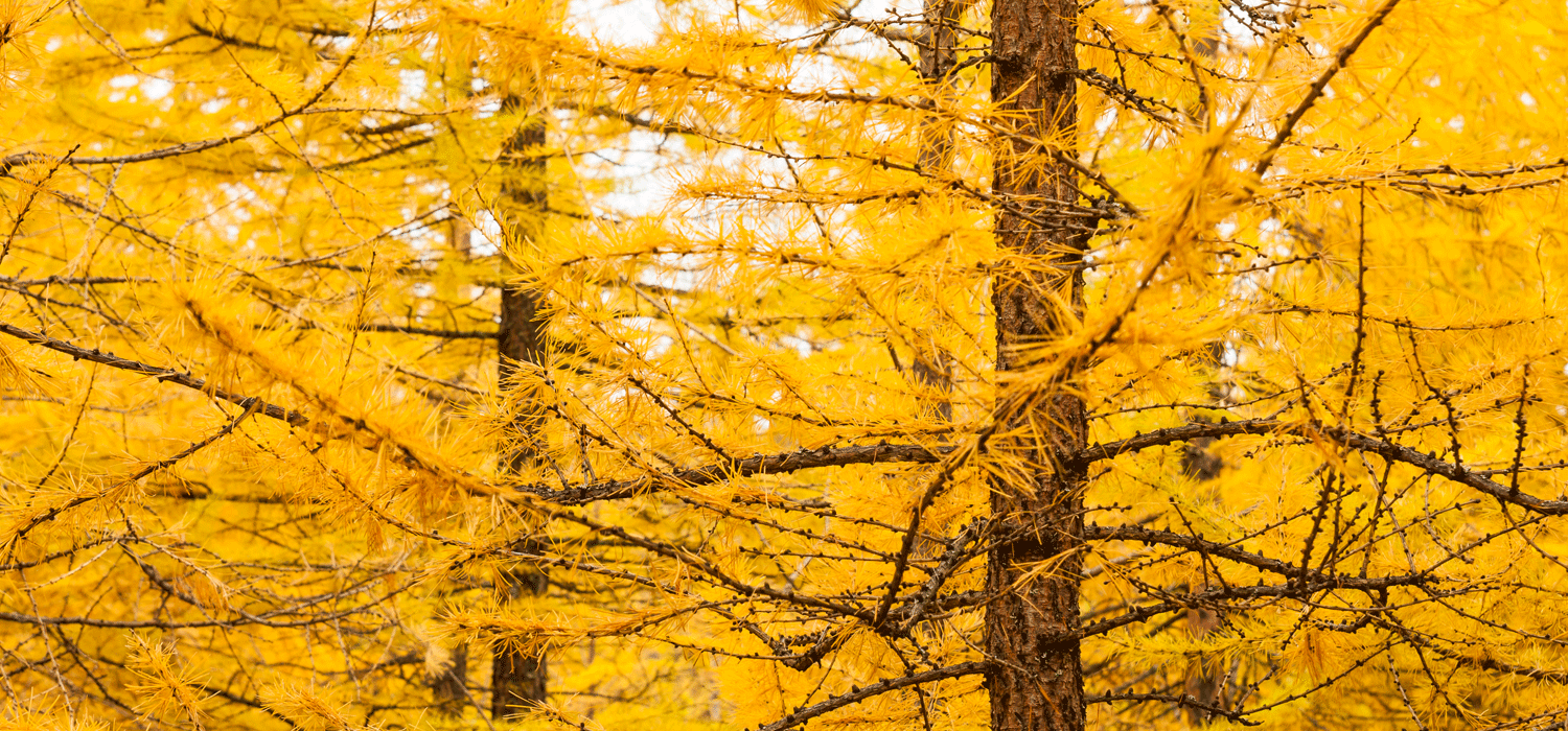 Go on an Unforgettably Beautiful Larch Hike