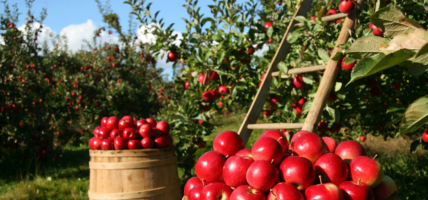 For the love of apples! Check out the Salt Spring Island Apple Festival
