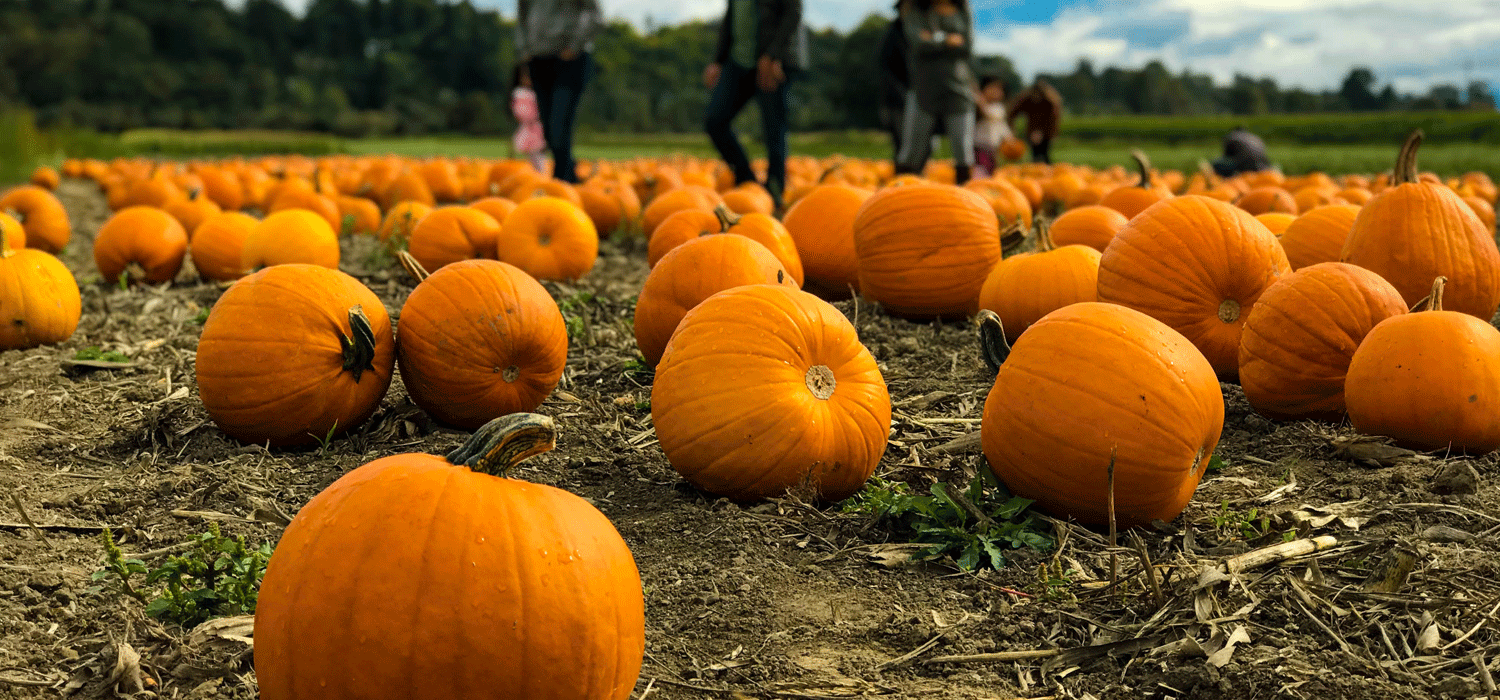 pumpkin patch in the fall